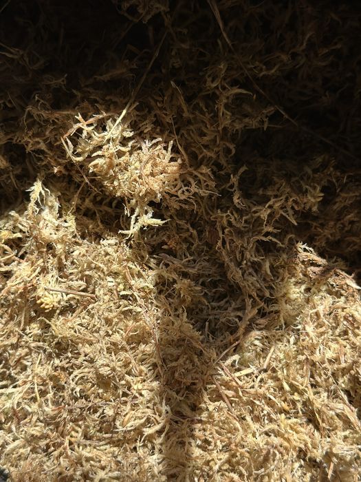Mech torfowiec - Sphagnum Moss - do palików lub ukorzeniania roślin