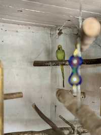 Papuga Aleksandretta obrożna