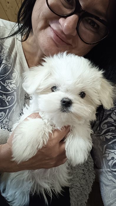 Maltańczyk piesek MAILO, rodowód ZHPR UCI