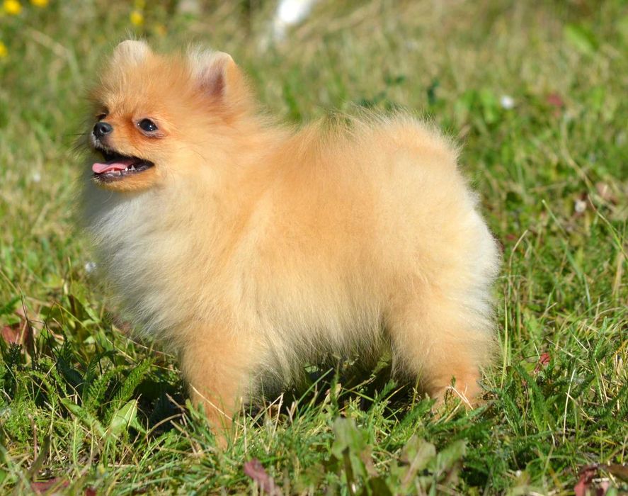 Szpic Miniaturowy Pomeranian Wiwa ZKwP FCI rodowód piękna