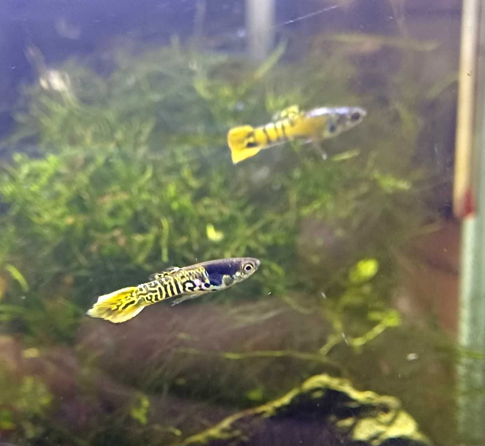 Rybki do akwarium - Gupiki Endlera Yellow Tiger