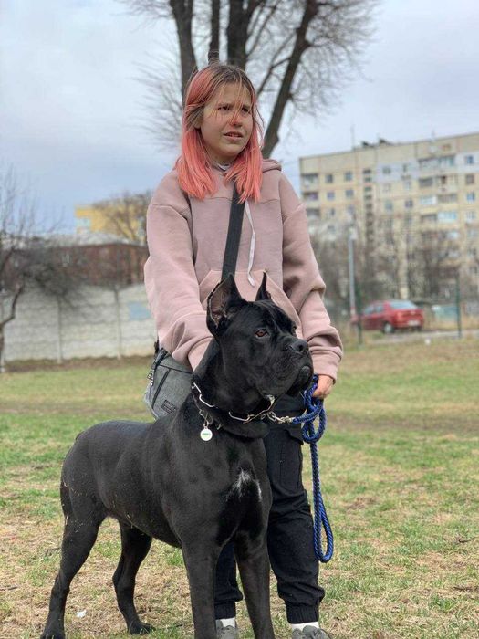 Кінолог, зоопсихолог, перетримка, дресирування собак, вигул