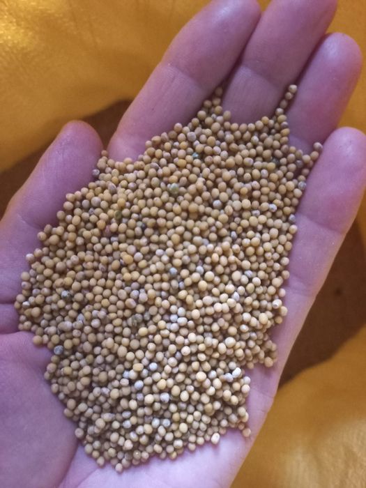 Sprzedam Gorczycę białą