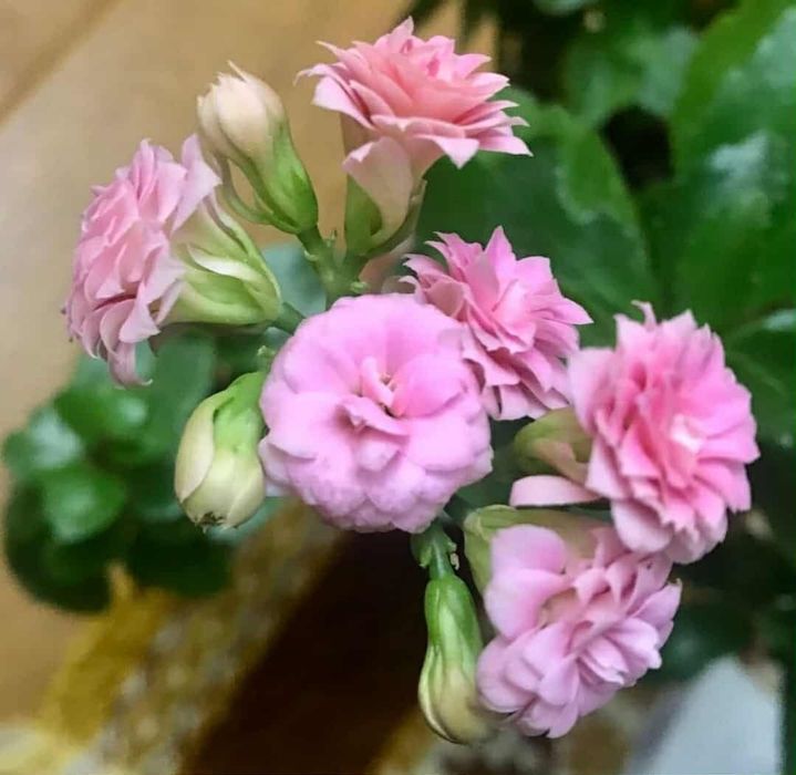 Каланхоэ Каландива