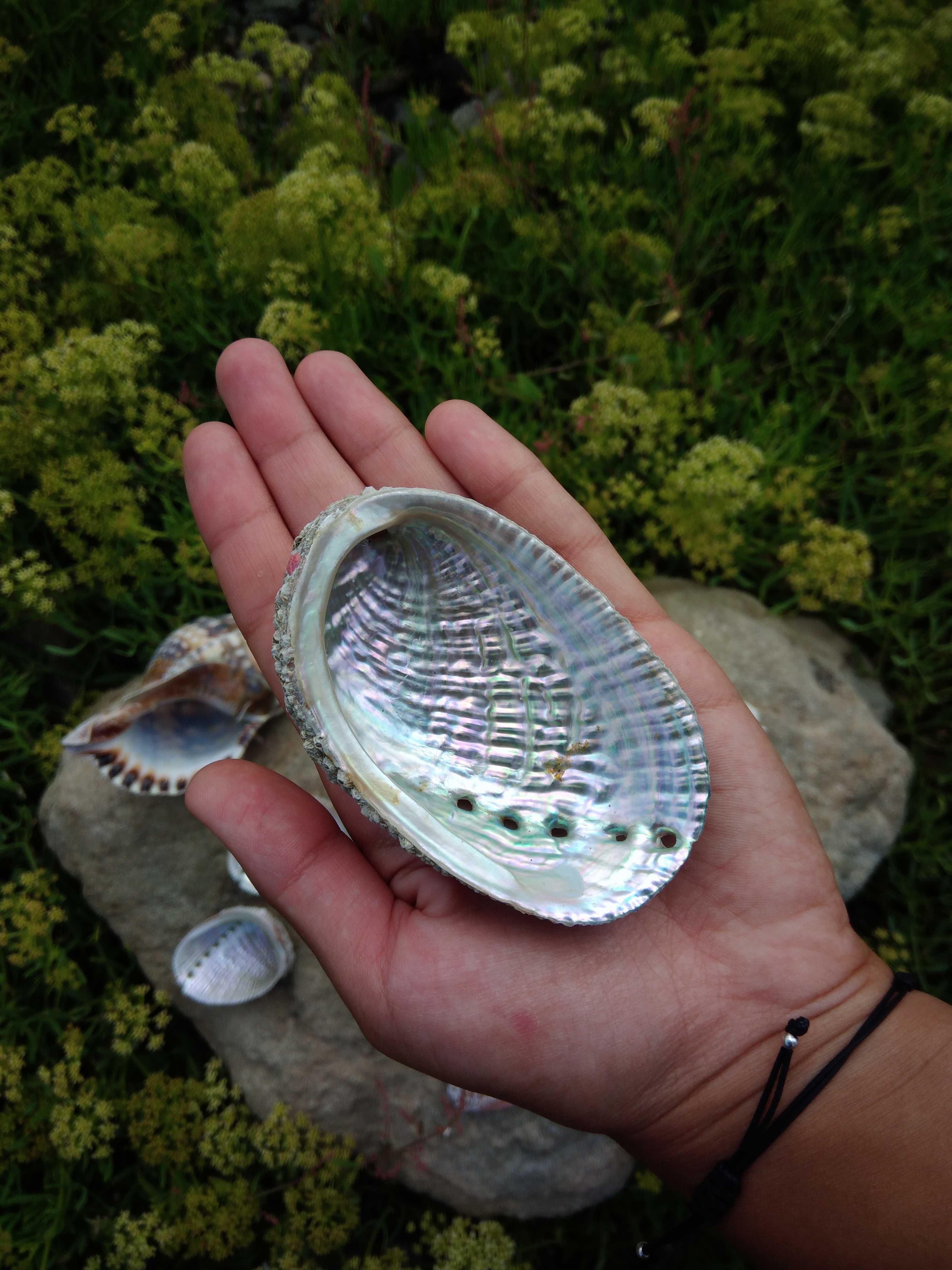 Conchas Abalone dos Açores