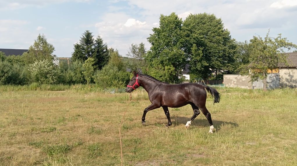 Ogier śląski  2 letni