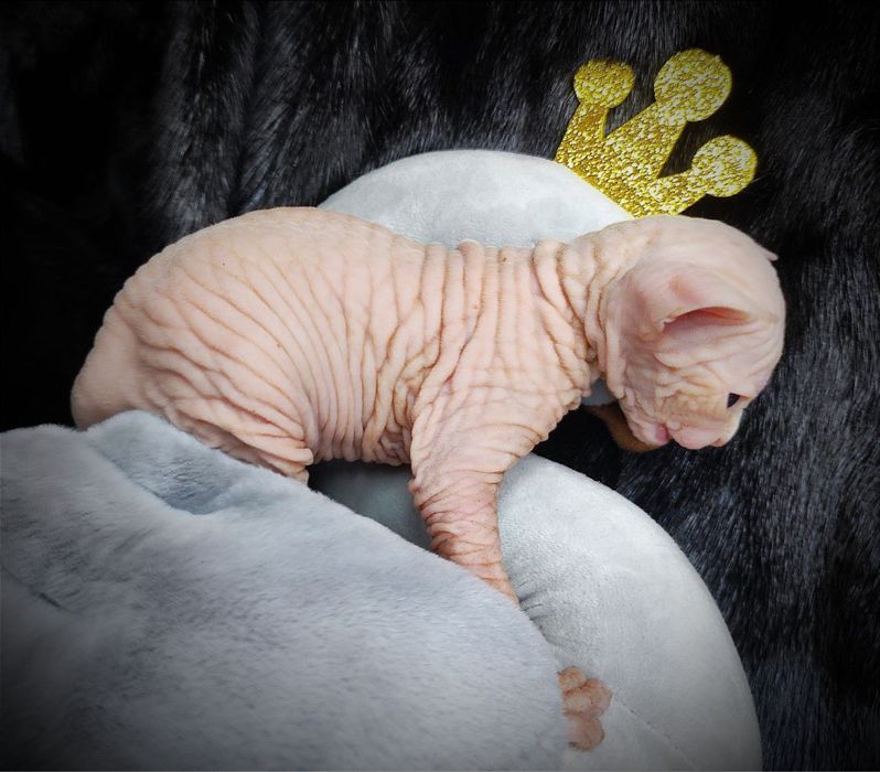 Канадский сфинкс мальчик клуб документы родословная WCF