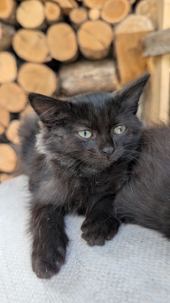 Котята ,кіт , котик