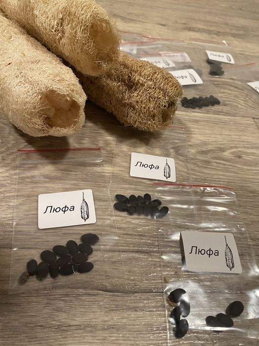 Люфа. Свіжа. Урожай 2025. Насіння люфи. Мочалка