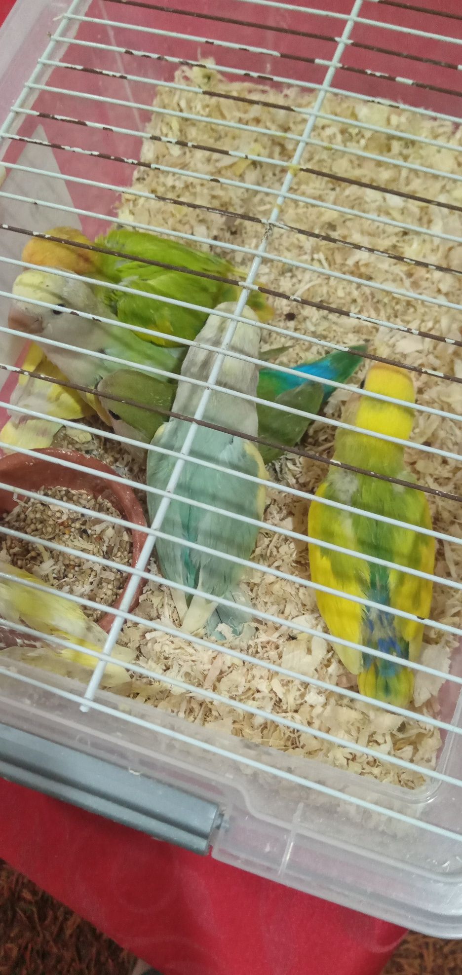 Cedem se agapornis e caturras