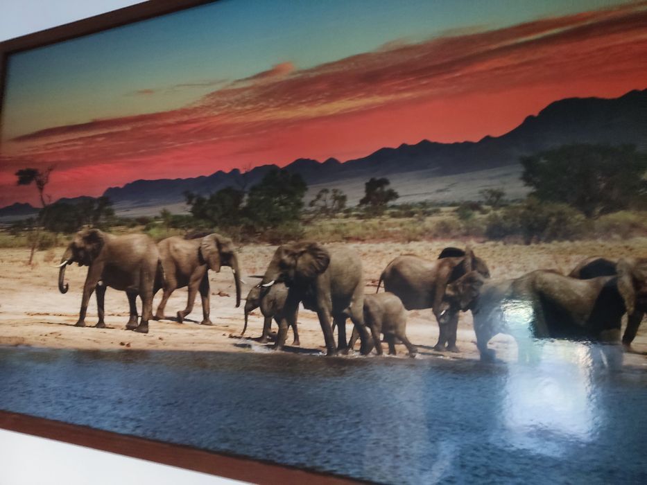 Piękny obraz Słonie nad wodą Duży 103x53 rama drewno