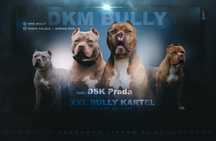 American Bully XL samiec