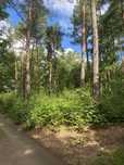 Kawalek lasu na Kaszubach/dzialka Lesna
