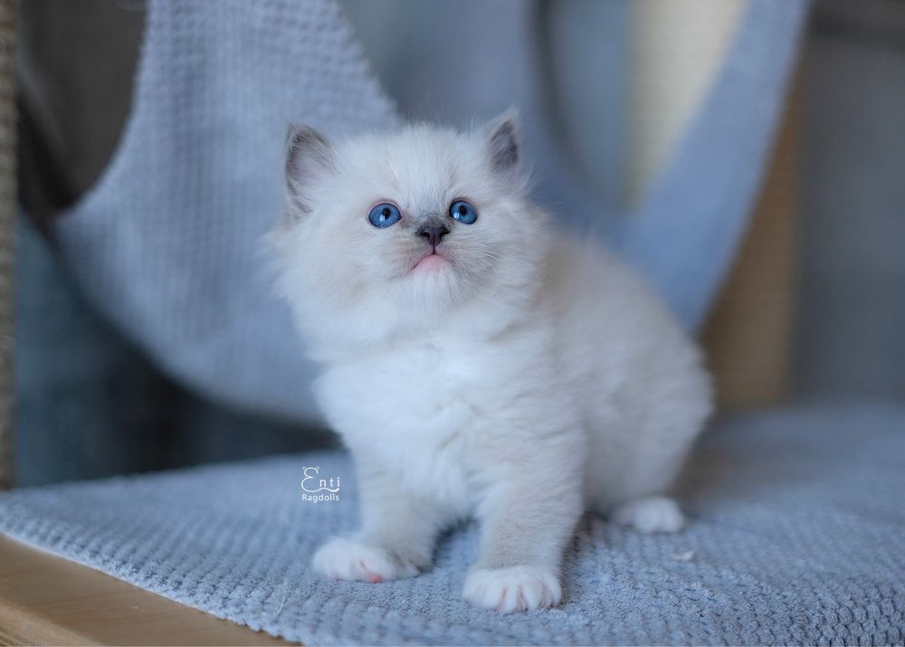 Kotka Ragdoll blue mitted hodowlana do hodowli