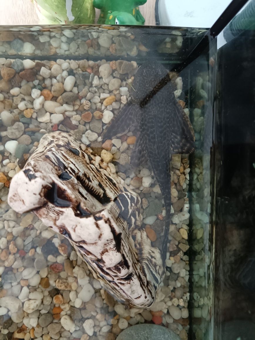 Sprzedam glonojada