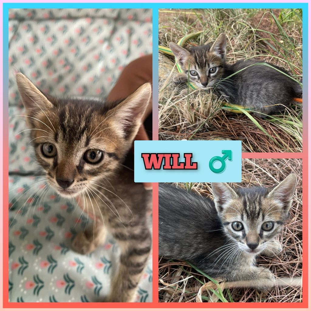 Gatos bebés para adoção