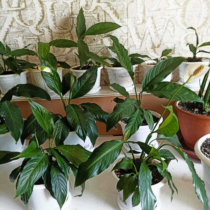 Спатифиллум. Крупные сорта.