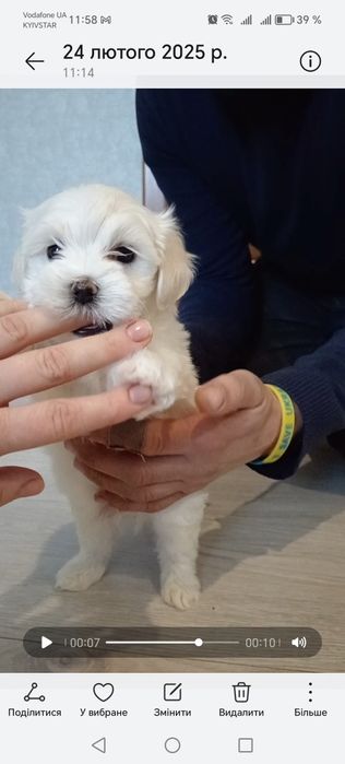 Мальтійська болонка