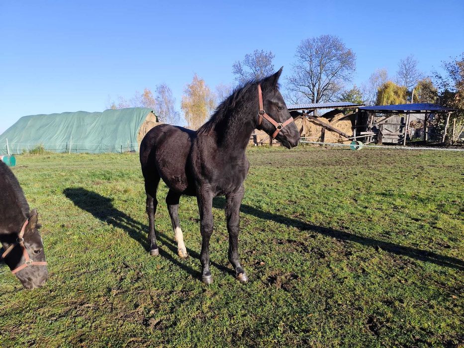 Źrebica śląska, czysty rodowód.
