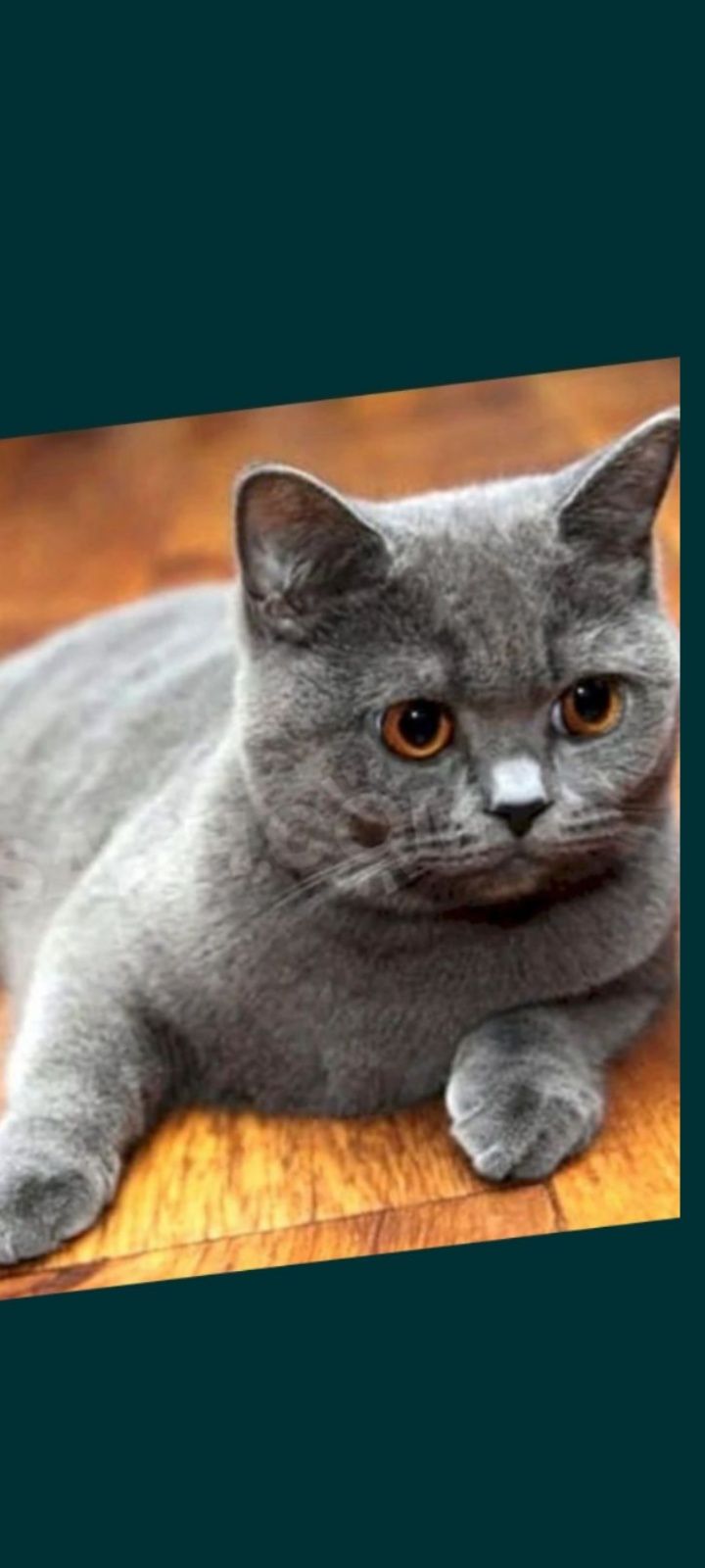 Котик британець в добрі руки