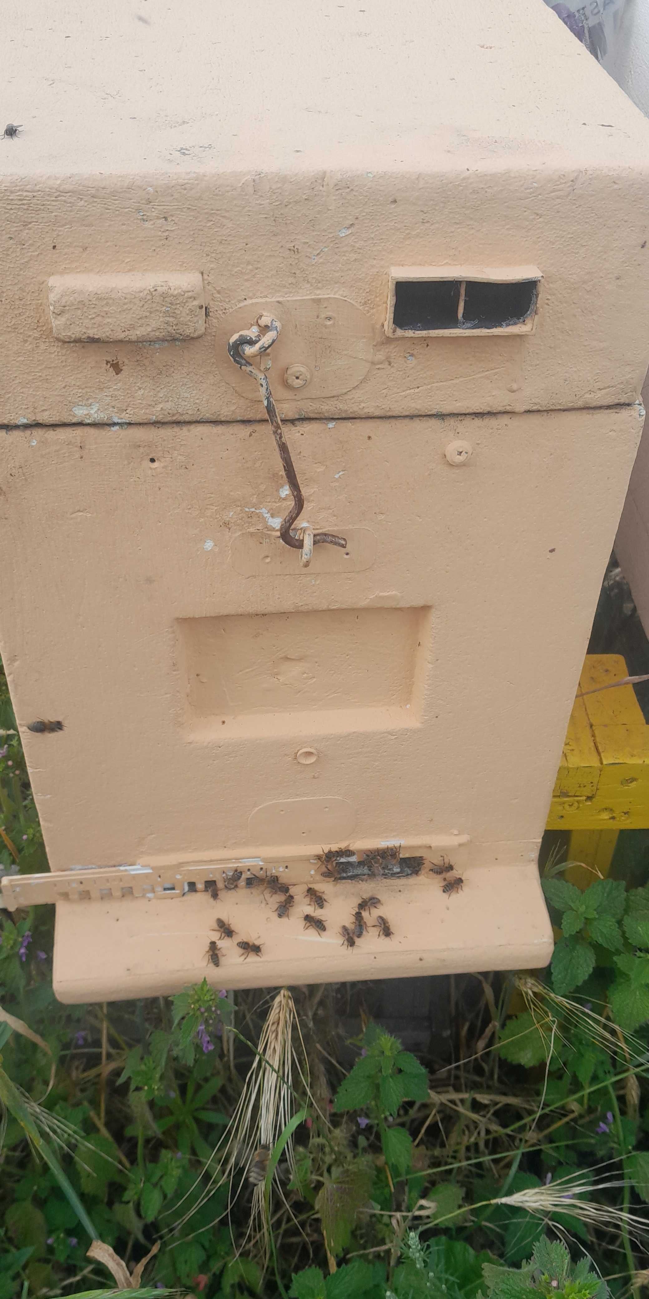 Odkłady pszczele 5 i 6 ramkowe