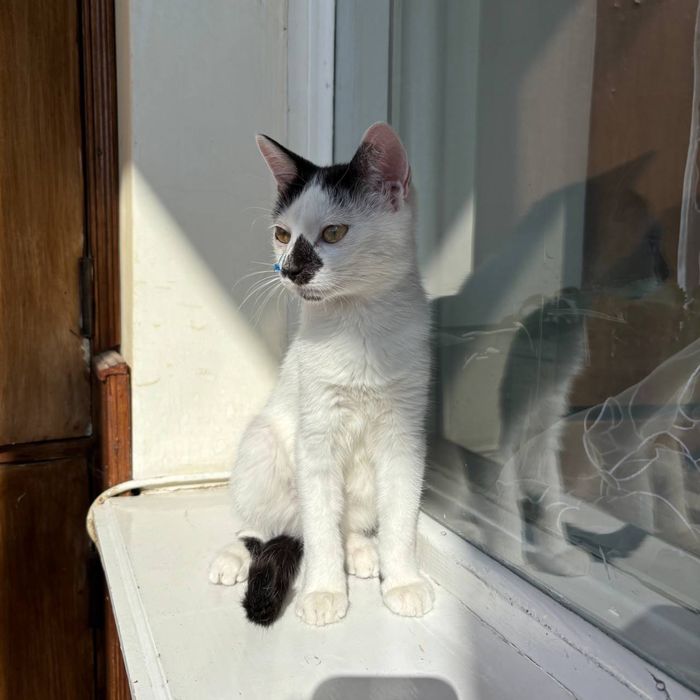 Кошеня Котенок 3 місяці Киев Київ дівчинка