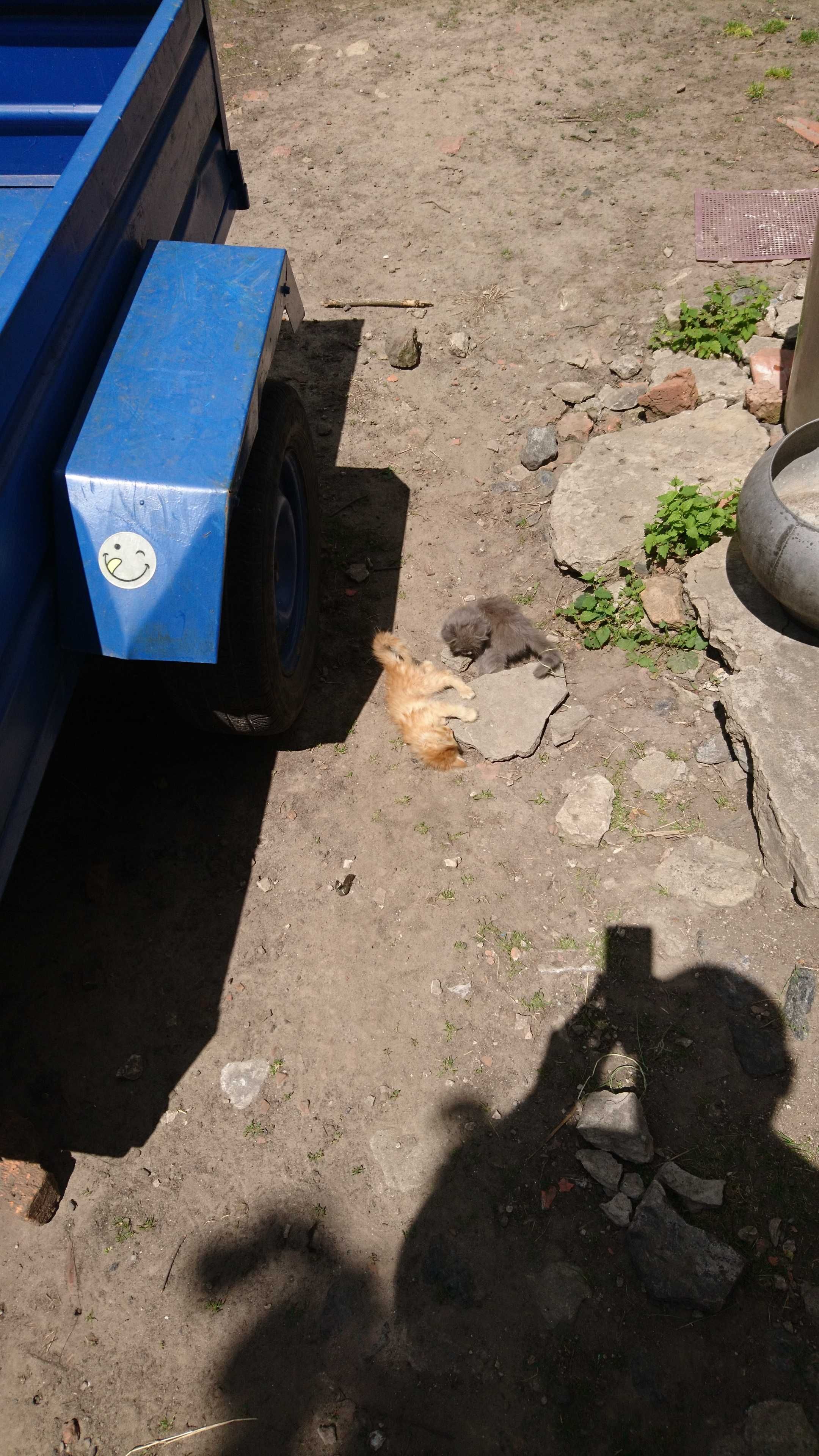 Віддам в добрі руки кошенят