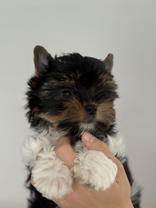 Piesek Hugo rasy Biewer Yorkshire Terrier metryka ZKwP FCI York