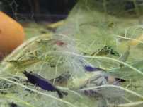 Krewetki Neocaridina mix różne kolory po selekcji