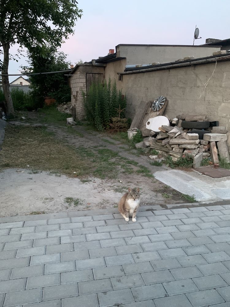 Bezdomna kotka marzy o swoim domu!