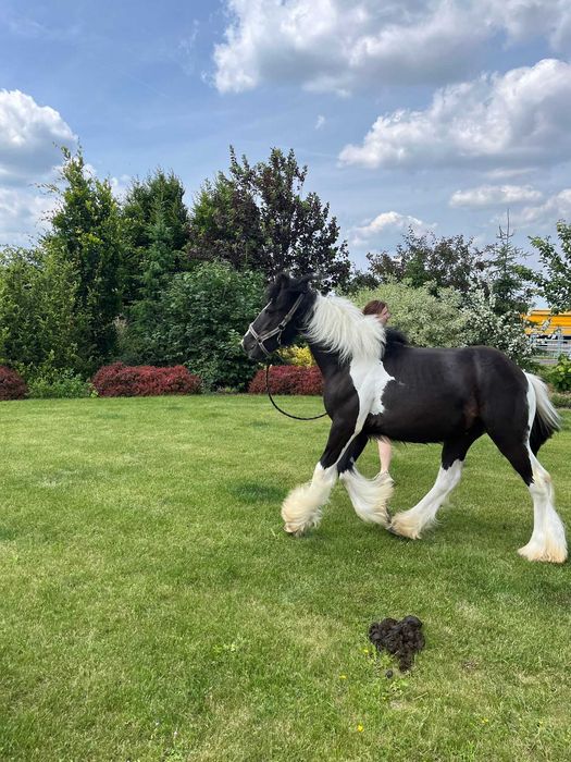 Tinker Irish Cob Gypsy Cob wałach