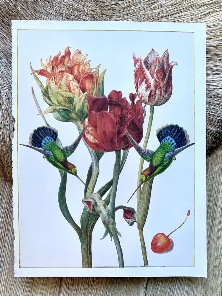 Obraz Tulipany kolibry Ptaki reprodukcja Kwiaty obrazek