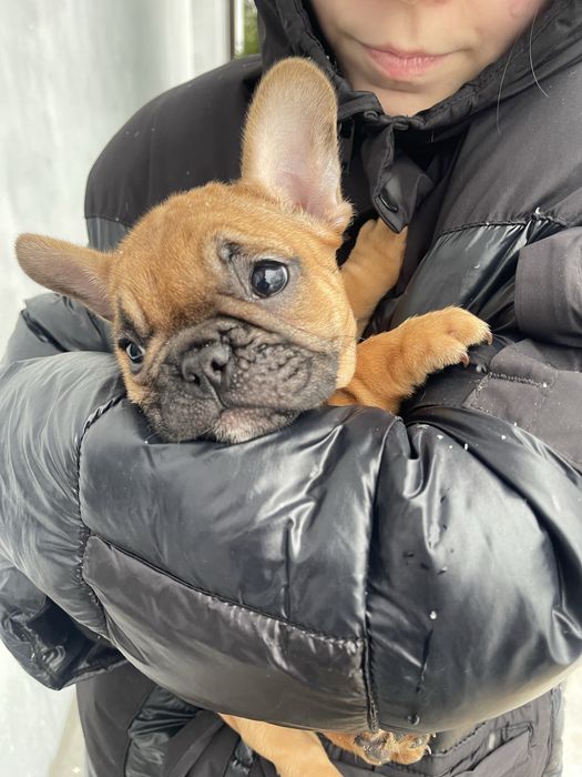 Французький бульдог з документами КСУ, дівчинка