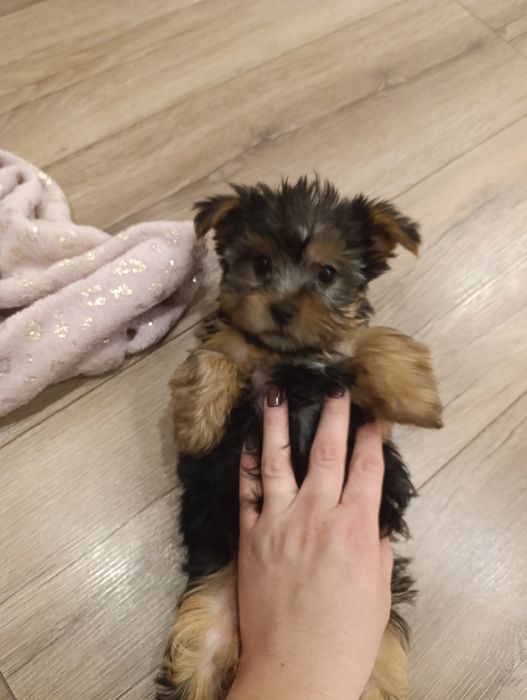 Lola gotowa do zmiany domku