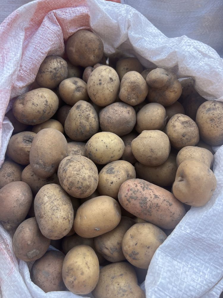 Продам картоплю Домашню — якість гарантую!
