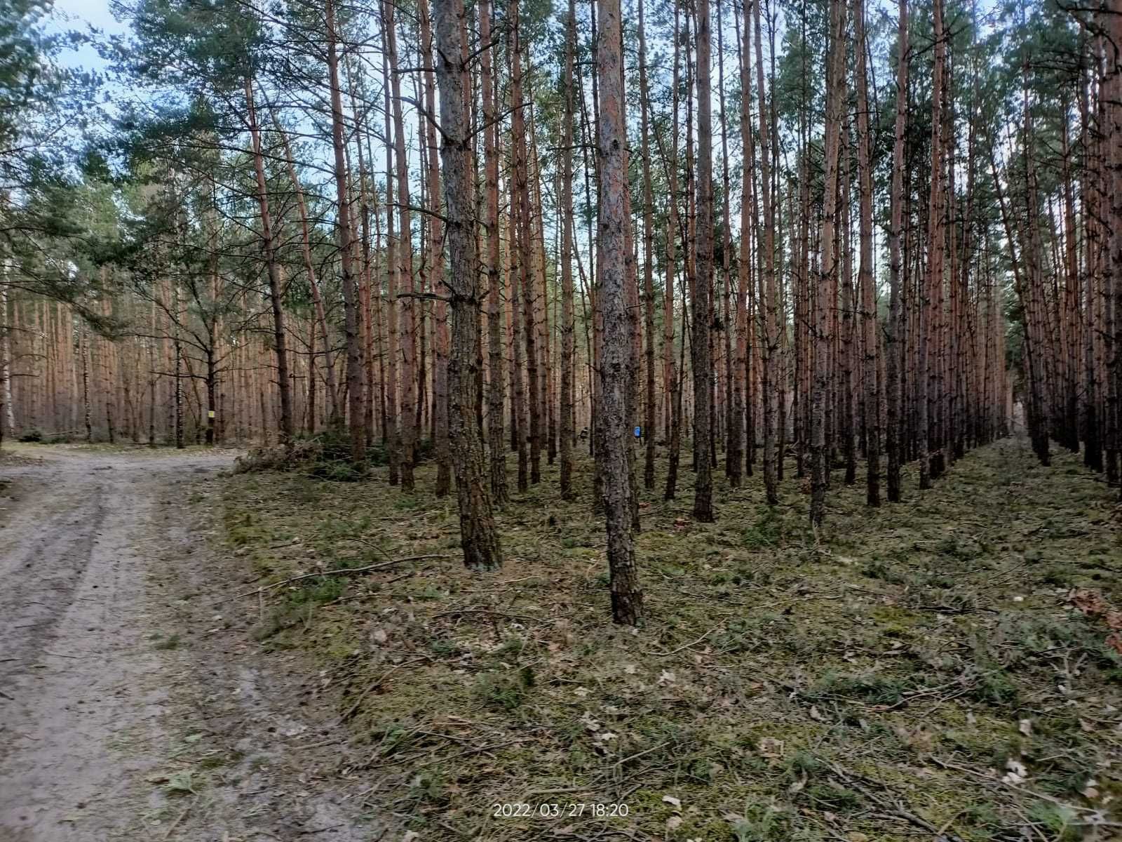 Działka z lasem sosnowym, 2.73 ha, gm. Słubice. Polecam