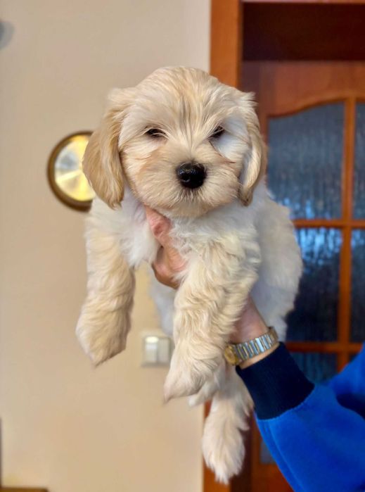 Hawańczyk szczenię z rodowodem ZKwP-wychowany w domu, otoczony troską