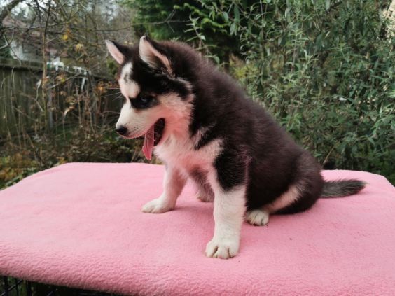 Syberian husky aktualne