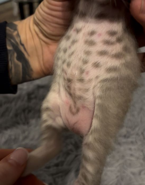 Неймовірно милі шотландські кошенята шукають свої люблячі родини