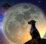 Doberman europejski - Neverland Ranch Kennel