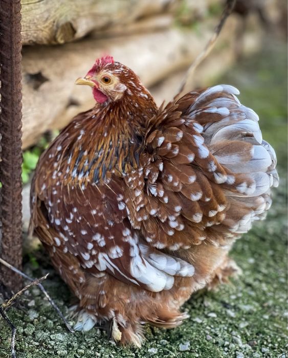 Frangos Pekin 2025