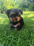 Yorkshire Terrier (Suczka)