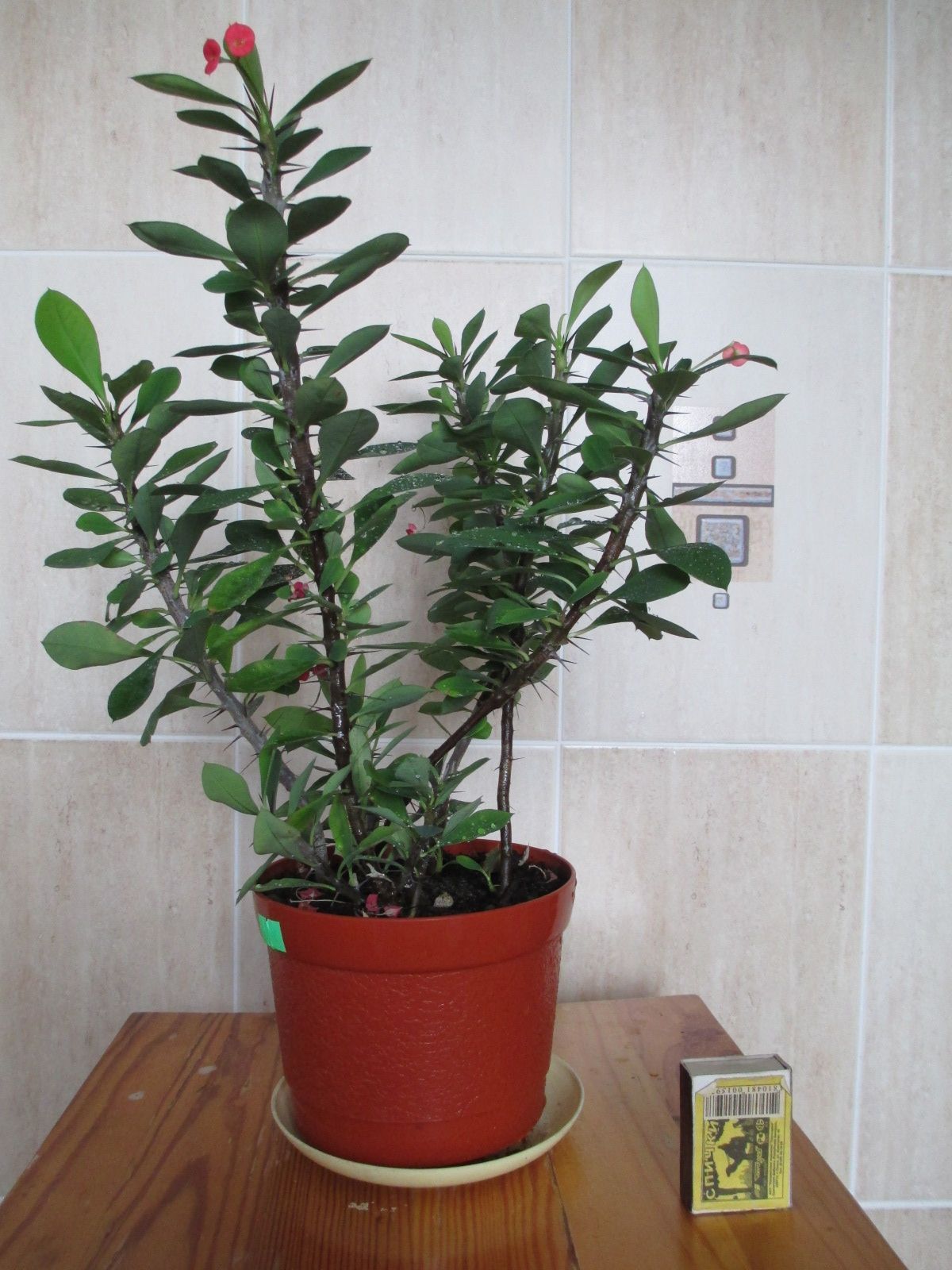 Кактус Молочай Миля (Euphorbia milii), вазон, кактус, комнатное растен