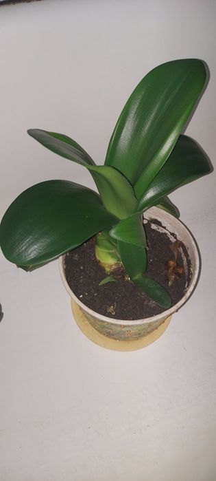 Гемантус або оленячий язик