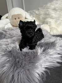 Black Yorkshire Terrier, suczka