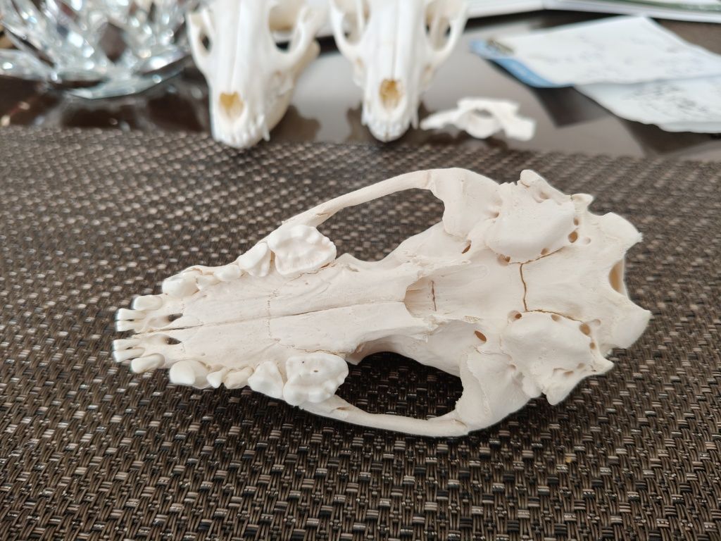 Czaszka Borsuka Taxidermy