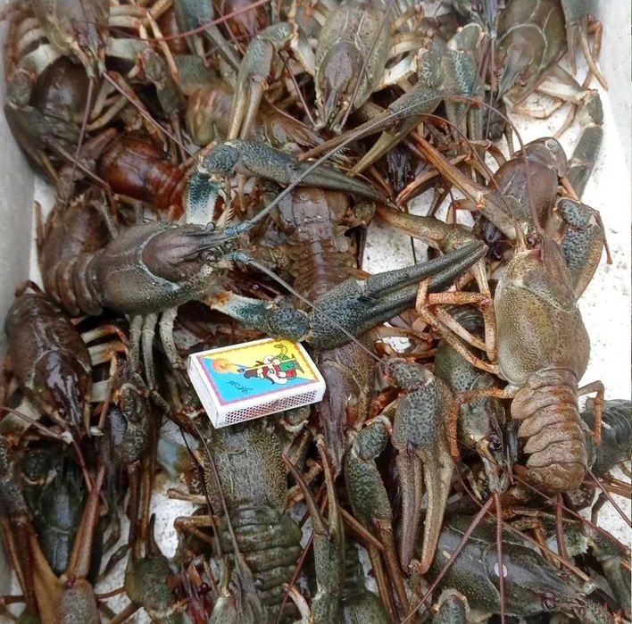 Продам свіжий рак оптом вид 5 кг