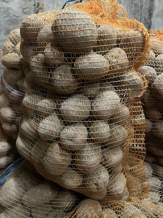 Ziemniaki jadalne Bella Rossa