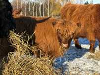 Bydło szkockie/Highland Cattle jałówki