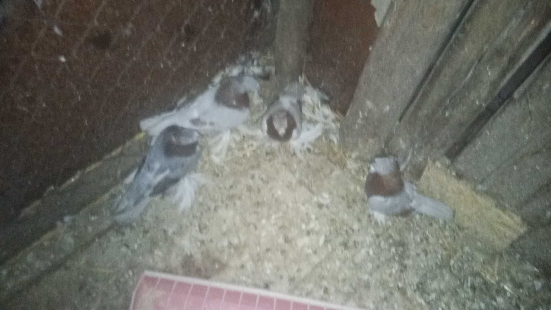 Продам узбекских голубей ,есть 2 штуки самці  , Миколаївська область
